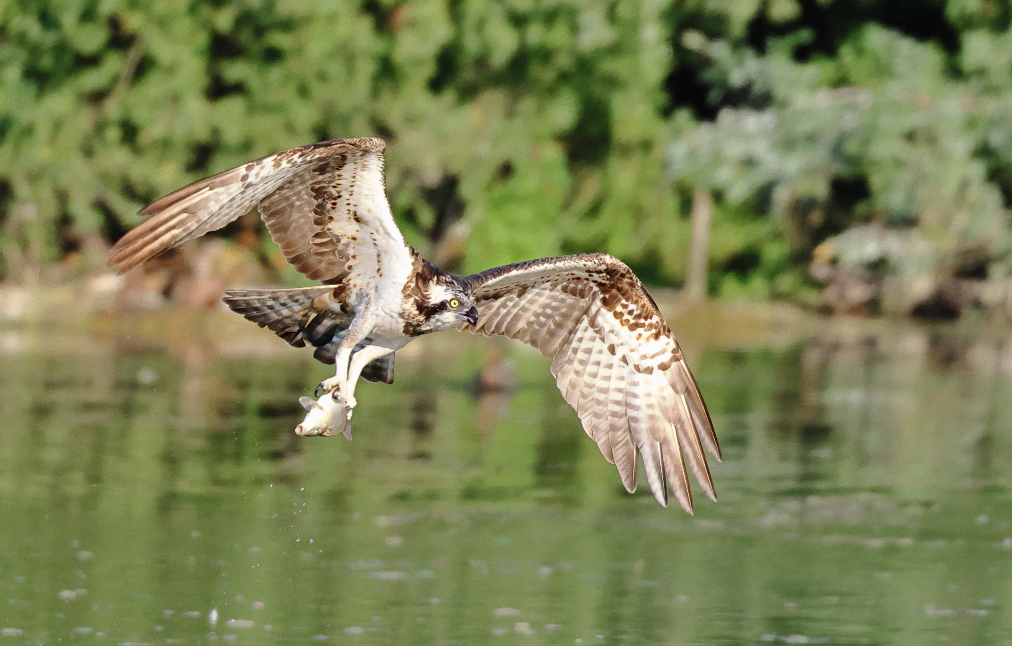 Balbuzard pêcheur