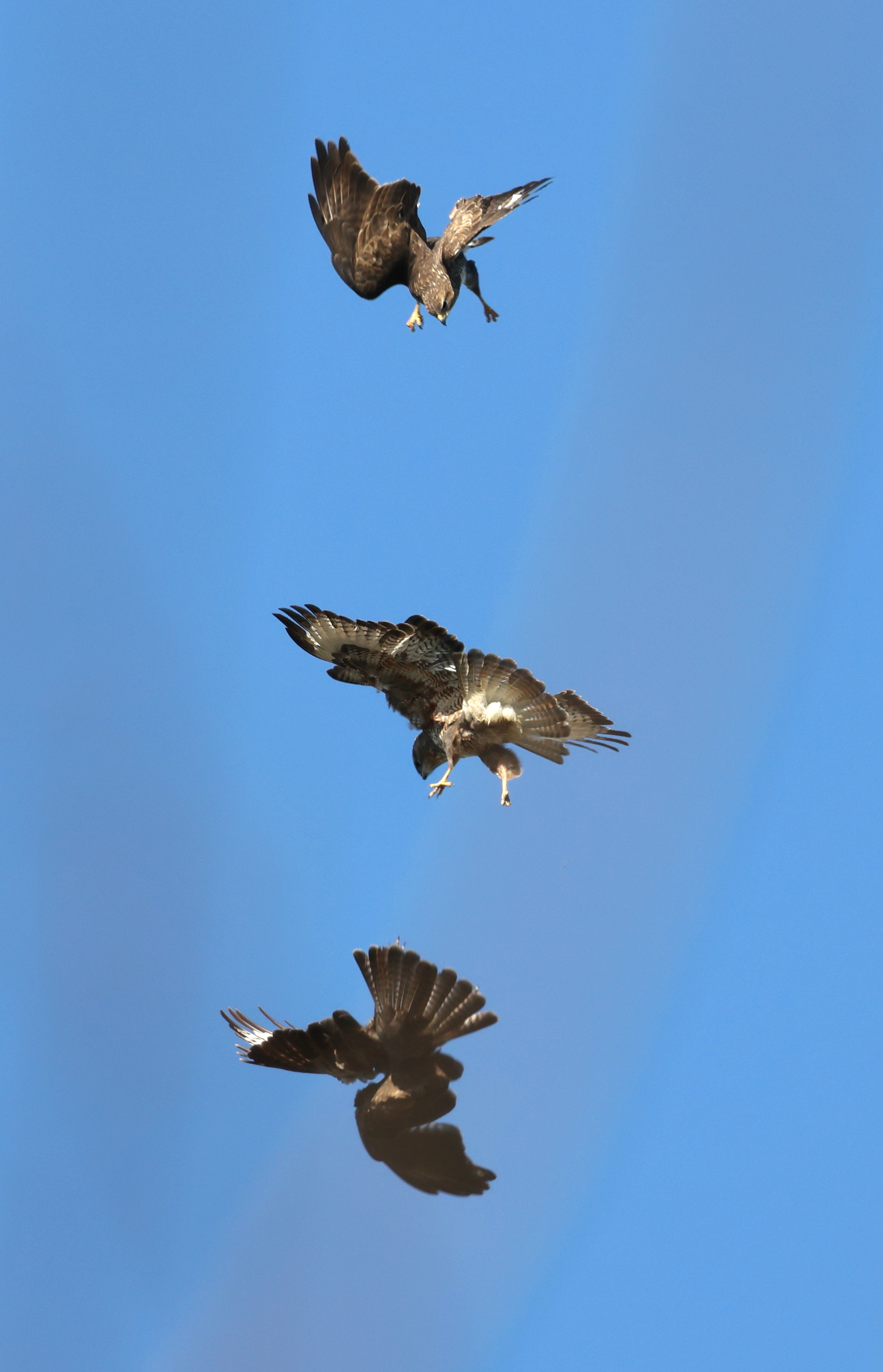Buse Variable
