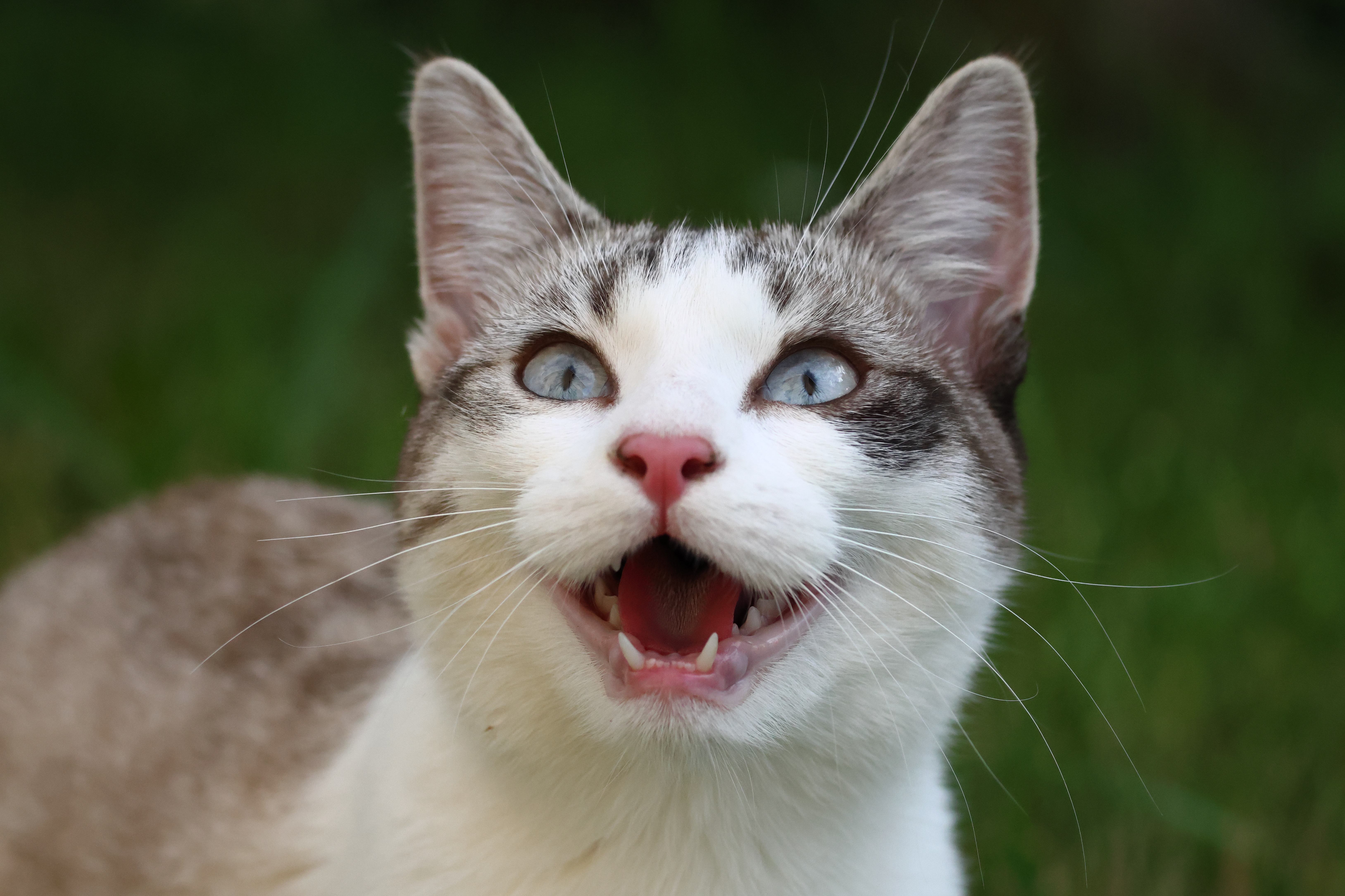 Chat