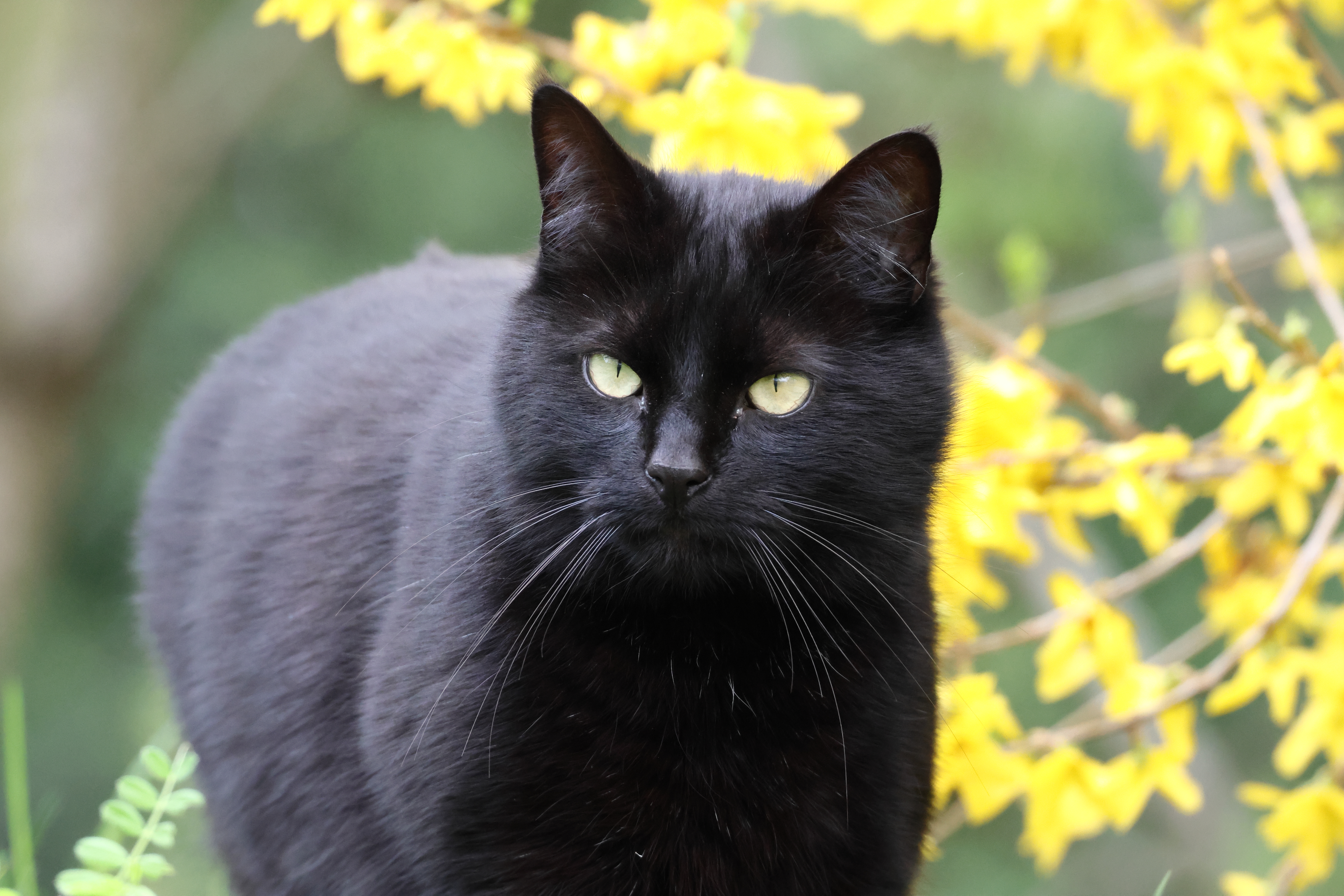 Chat