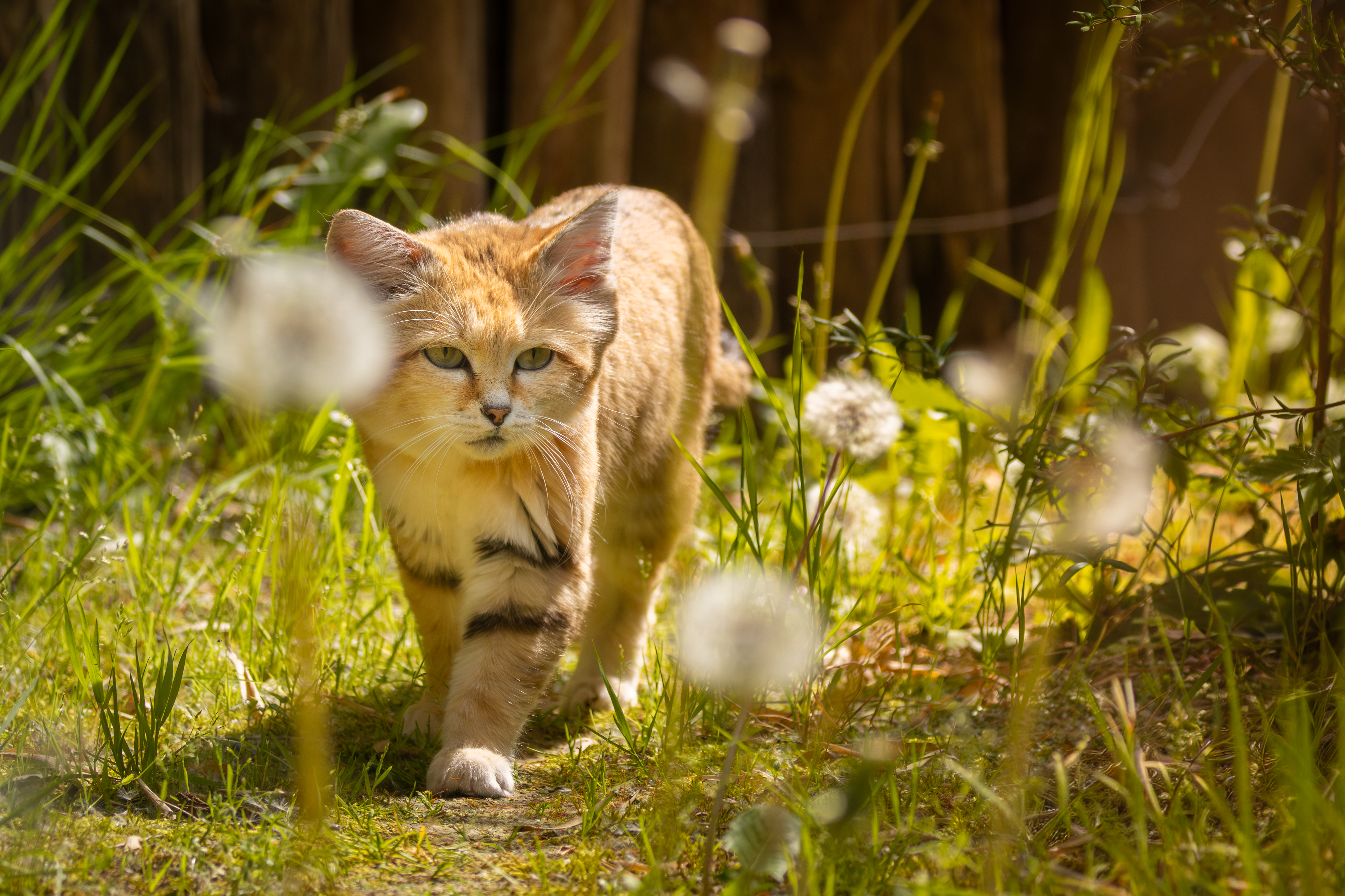 Chat des sables