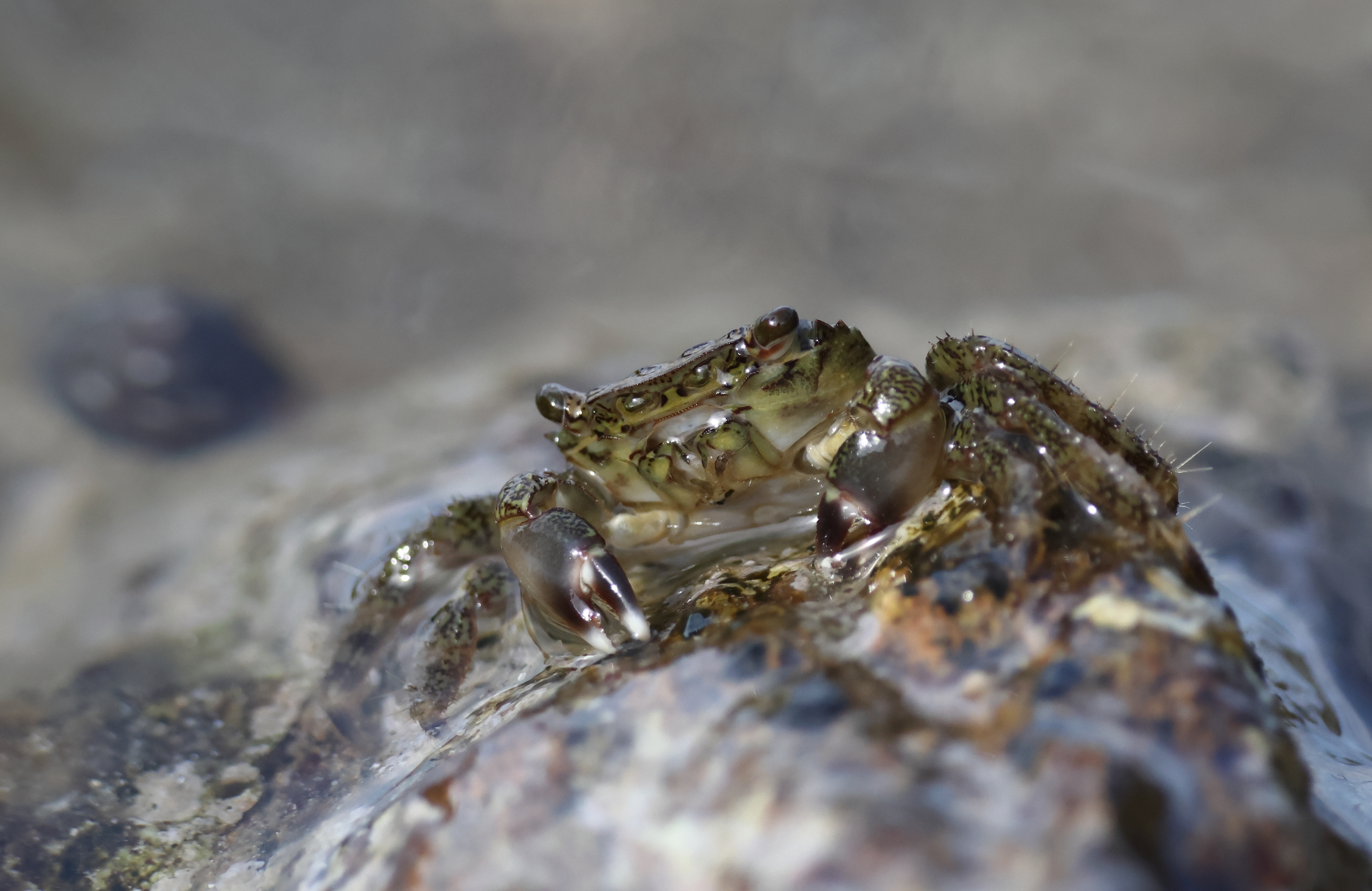 Crabe