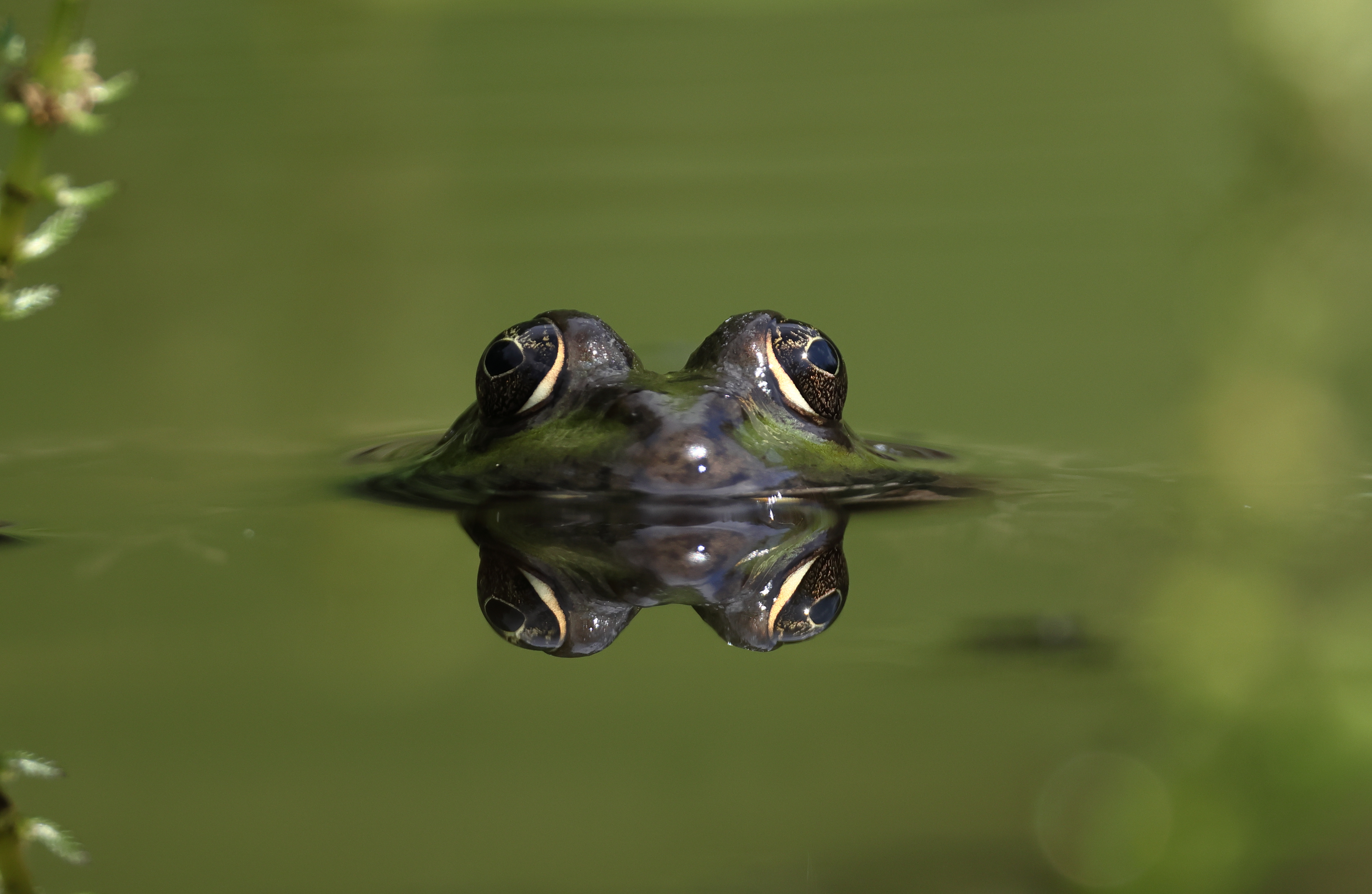Grenouille de Lessona