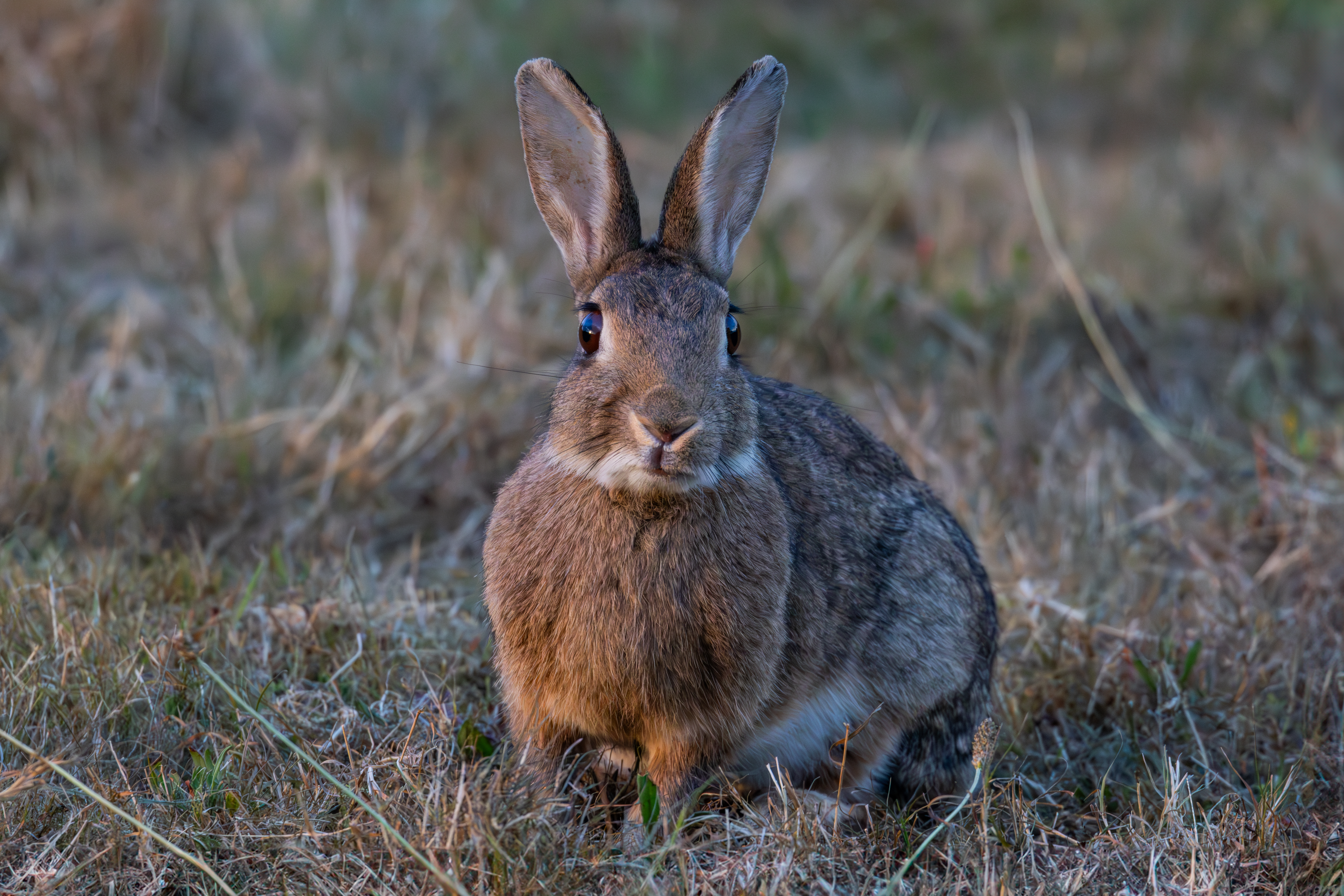 Lapin de Garenne
