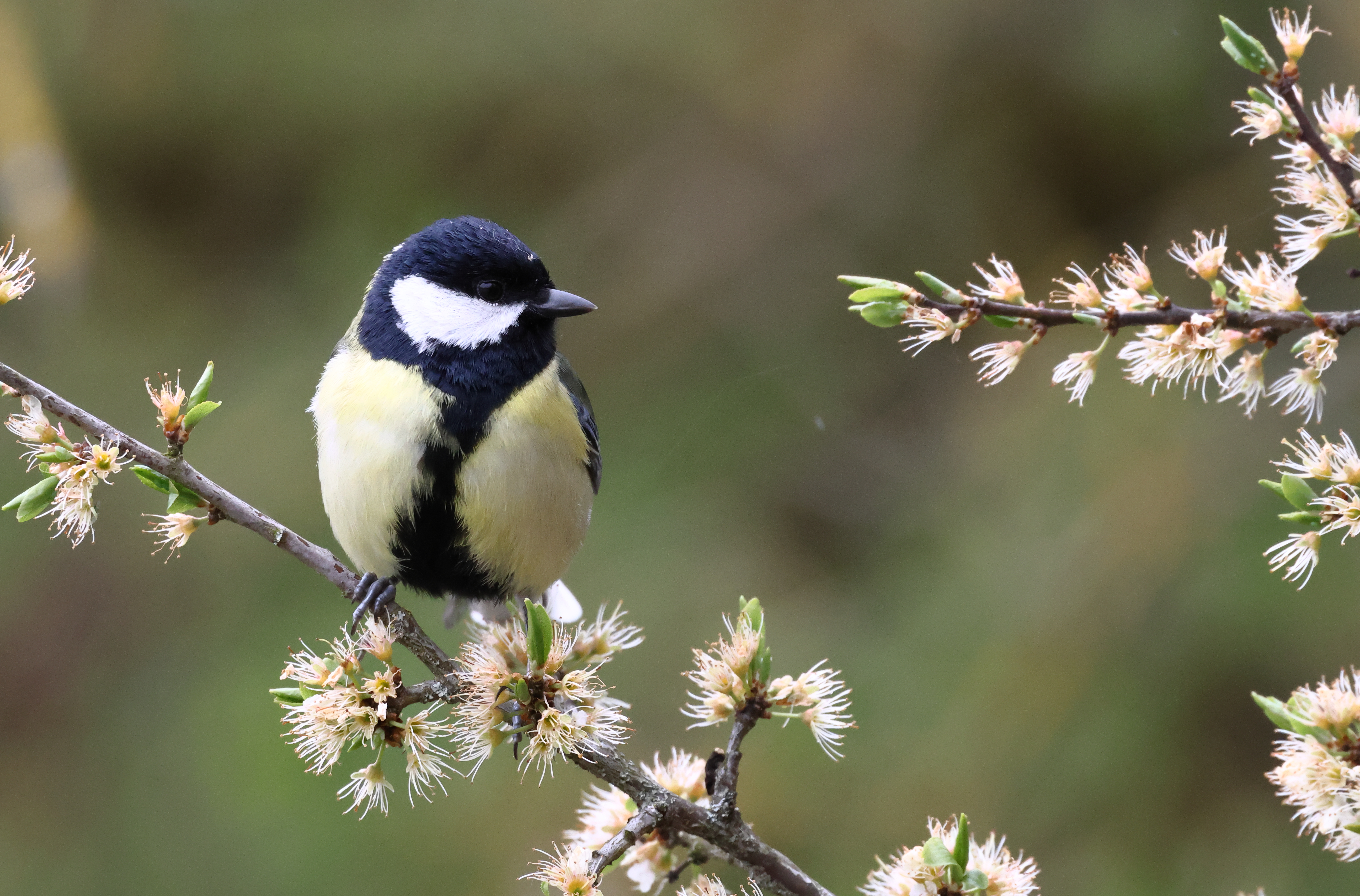 Mésange charbonnière
