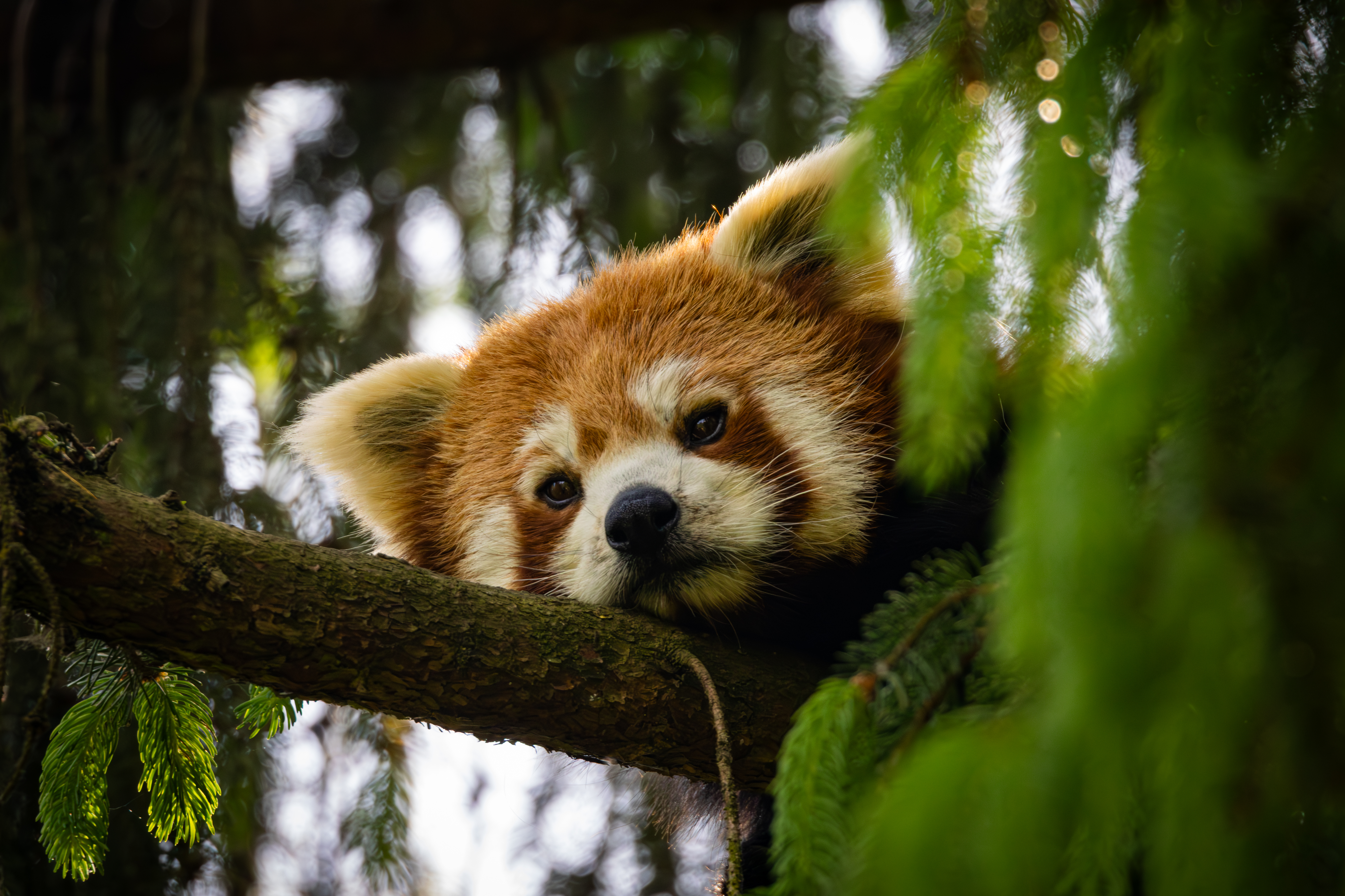 Panda roux