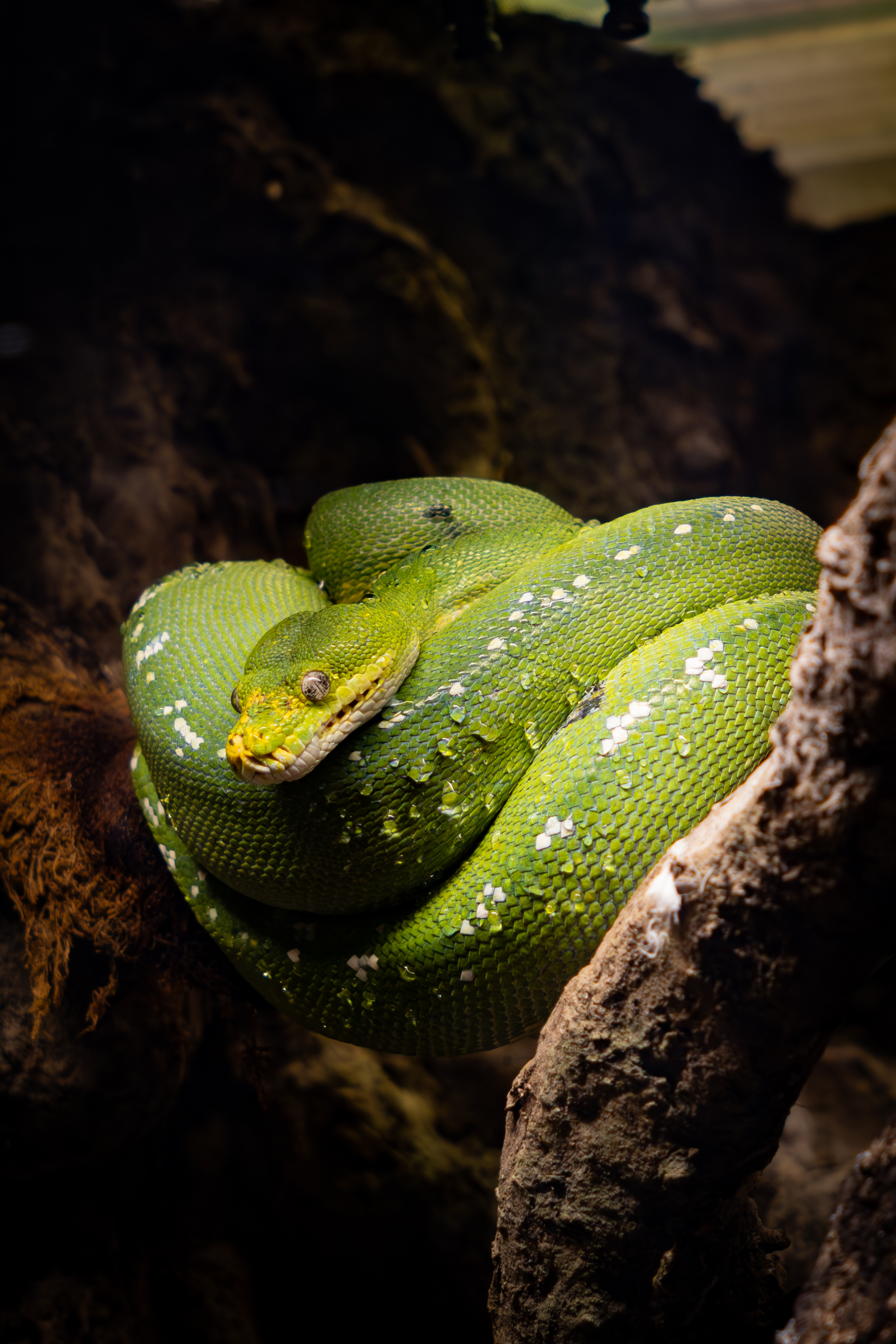 Python vert
