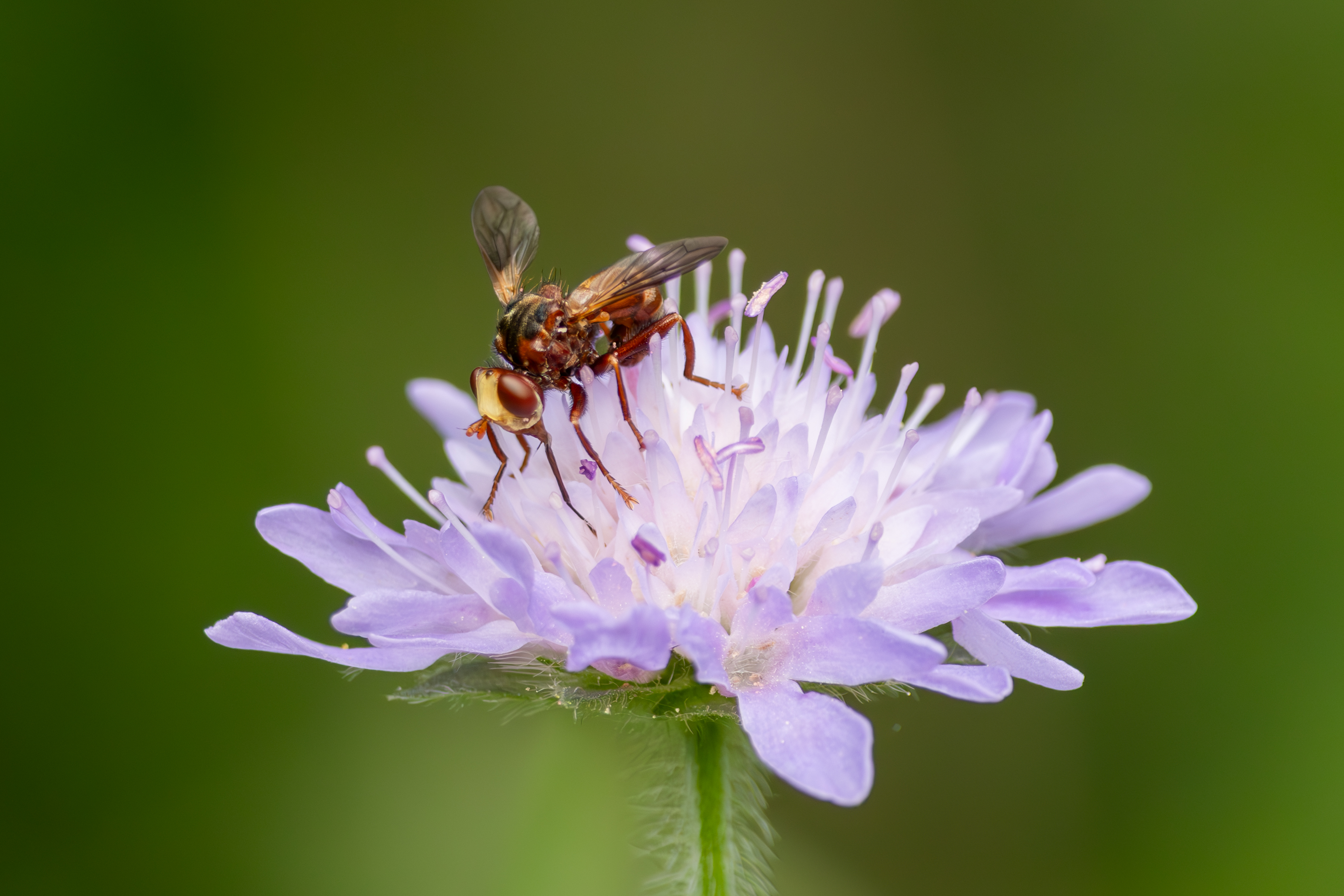 Sicus Ferrugineus