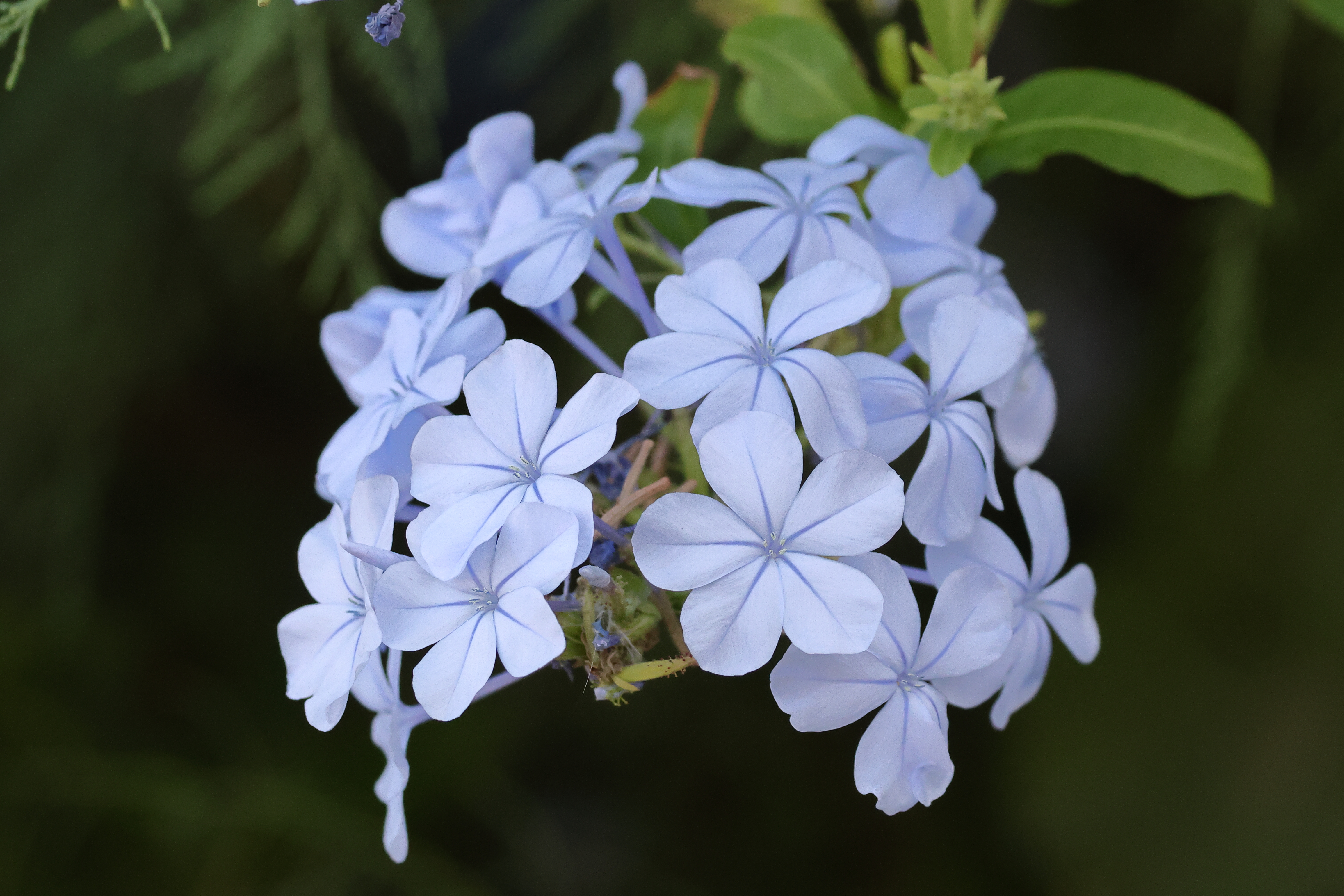 Fleur