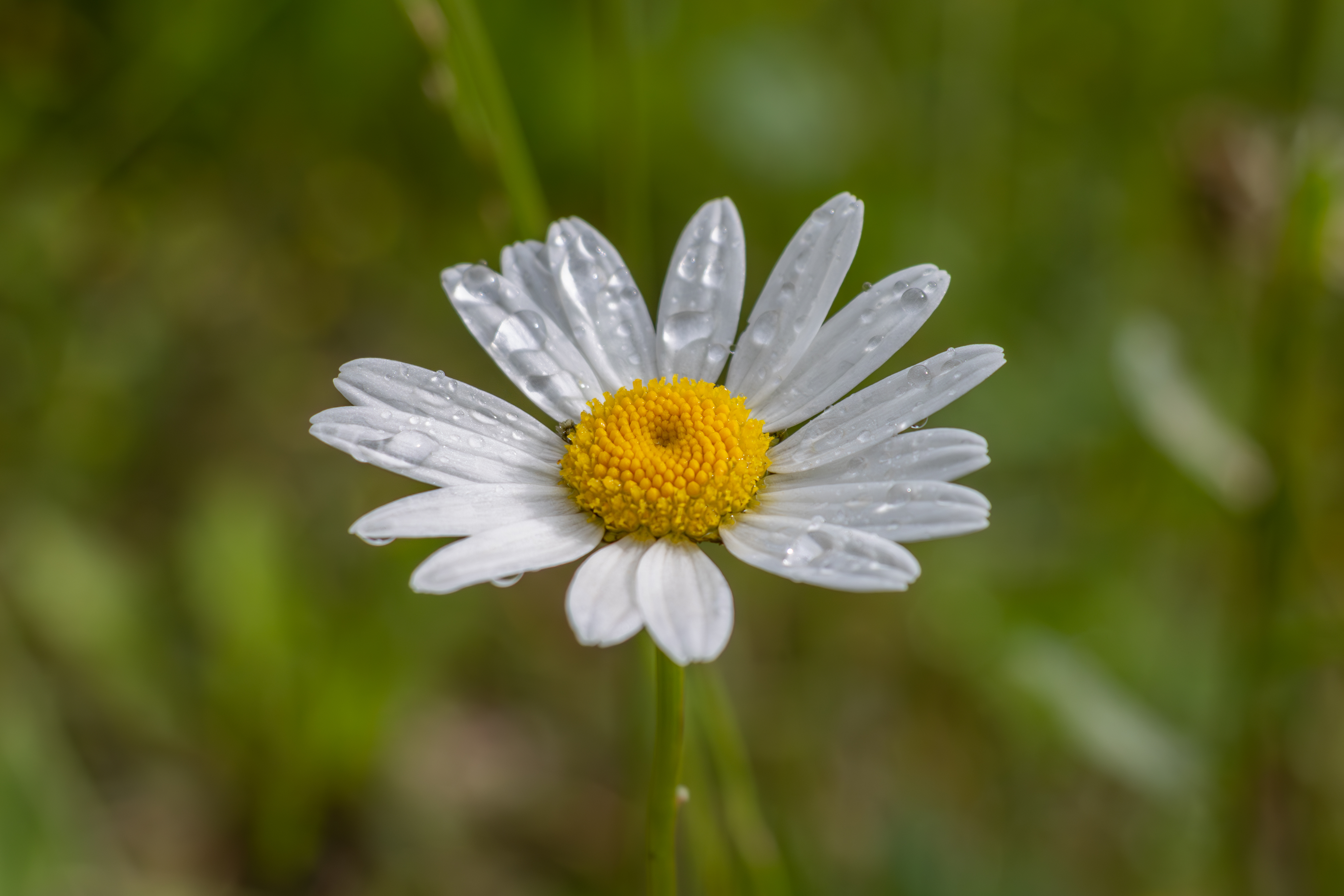Fleur