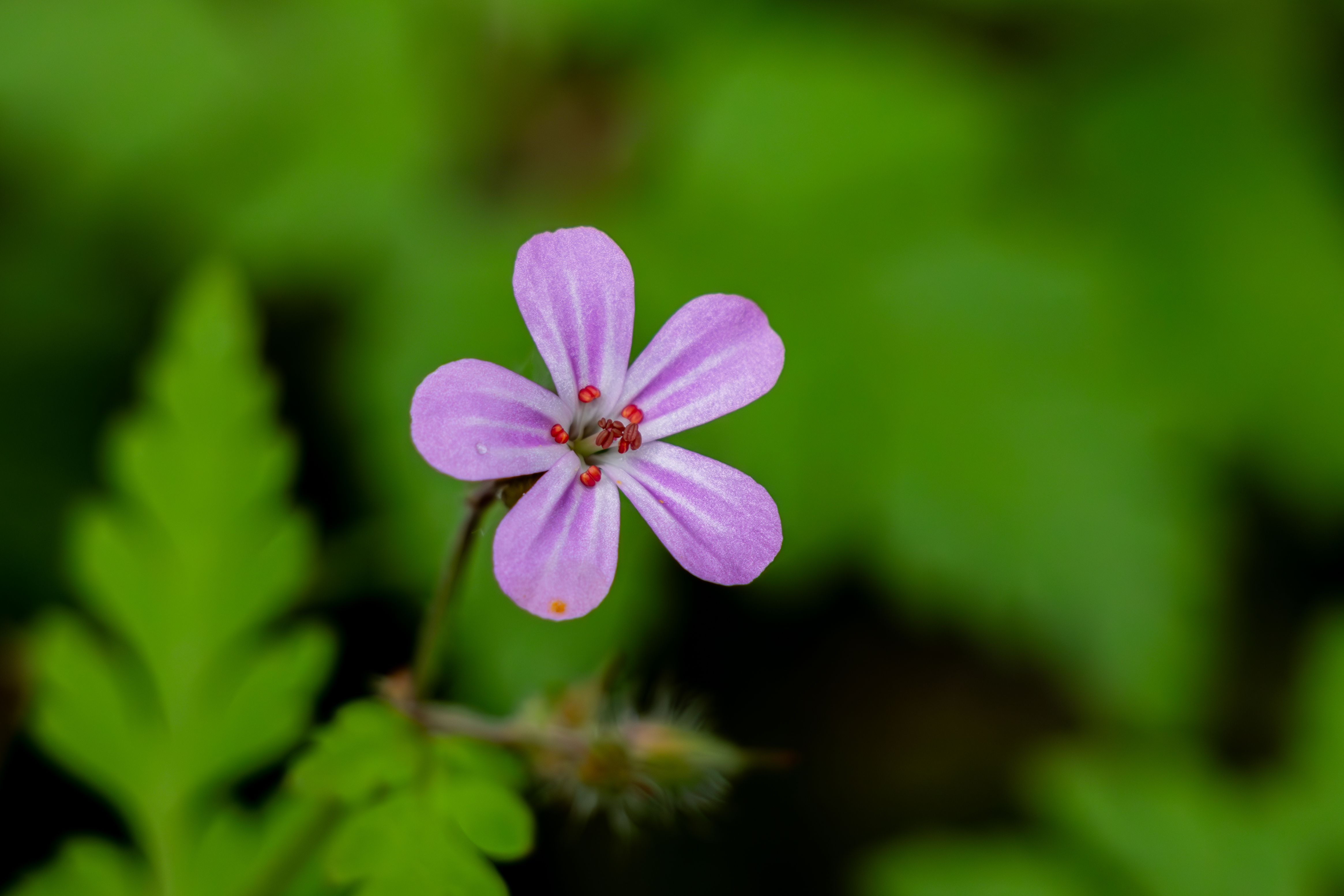 Fleur