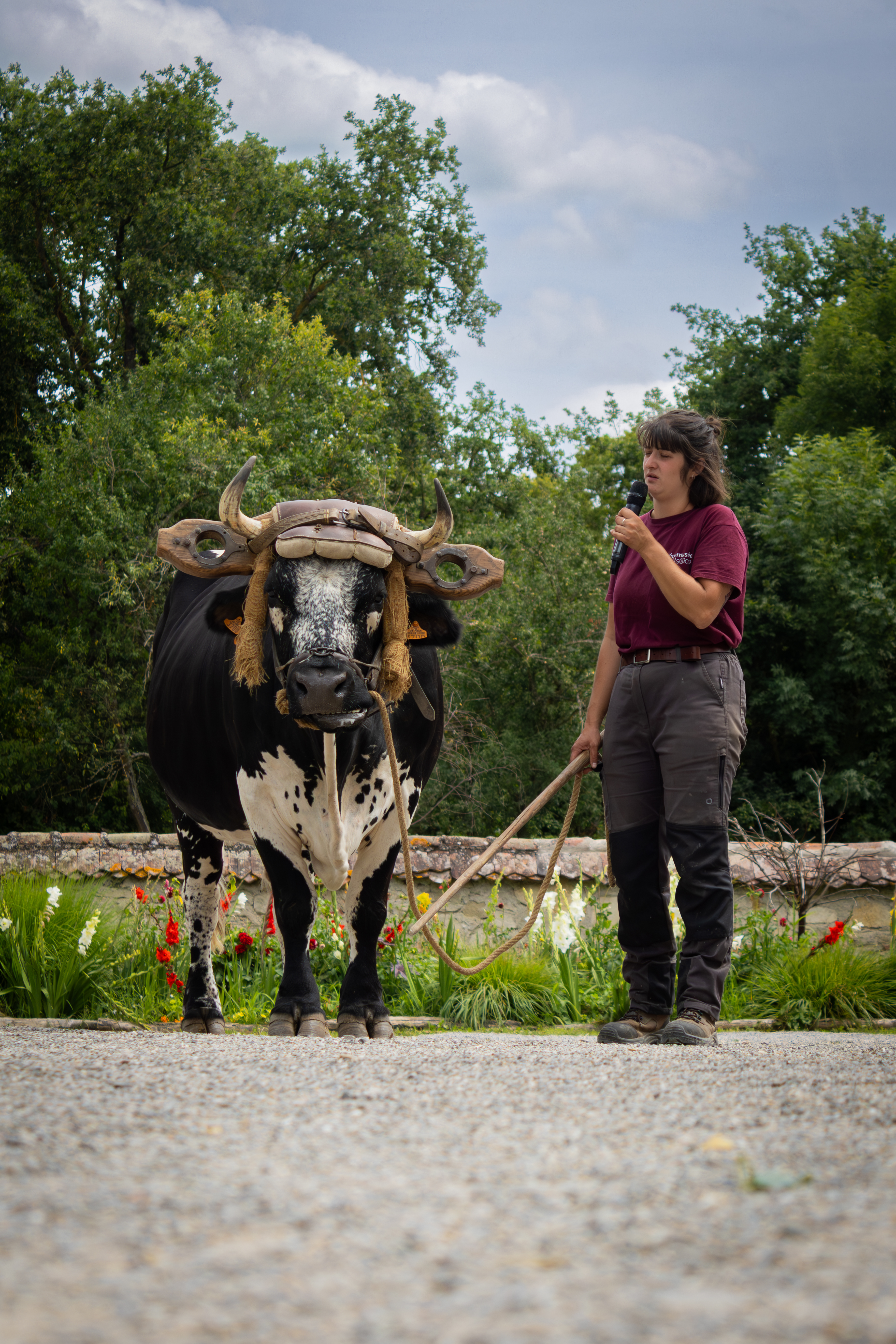 Vache