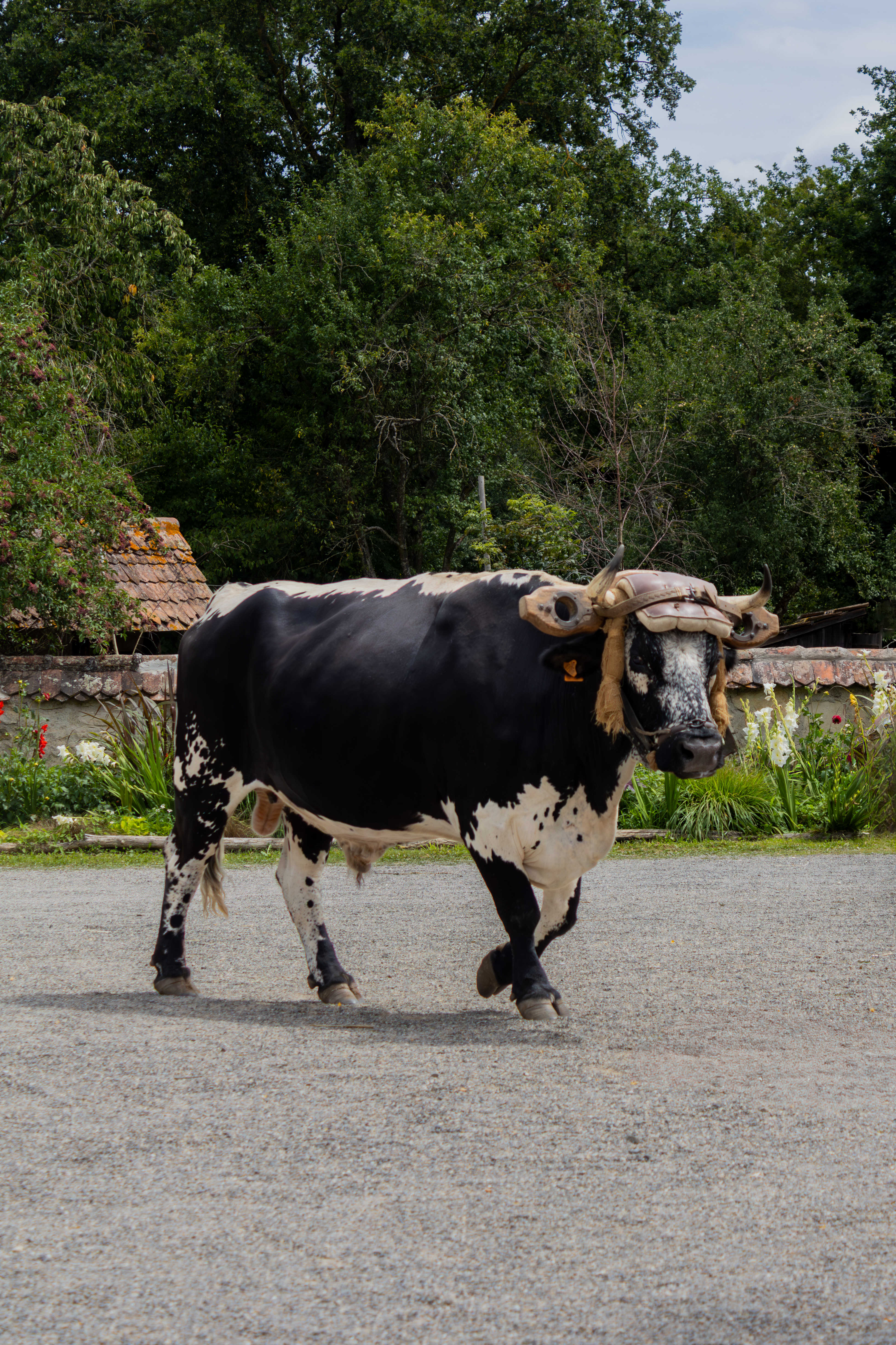 Vache