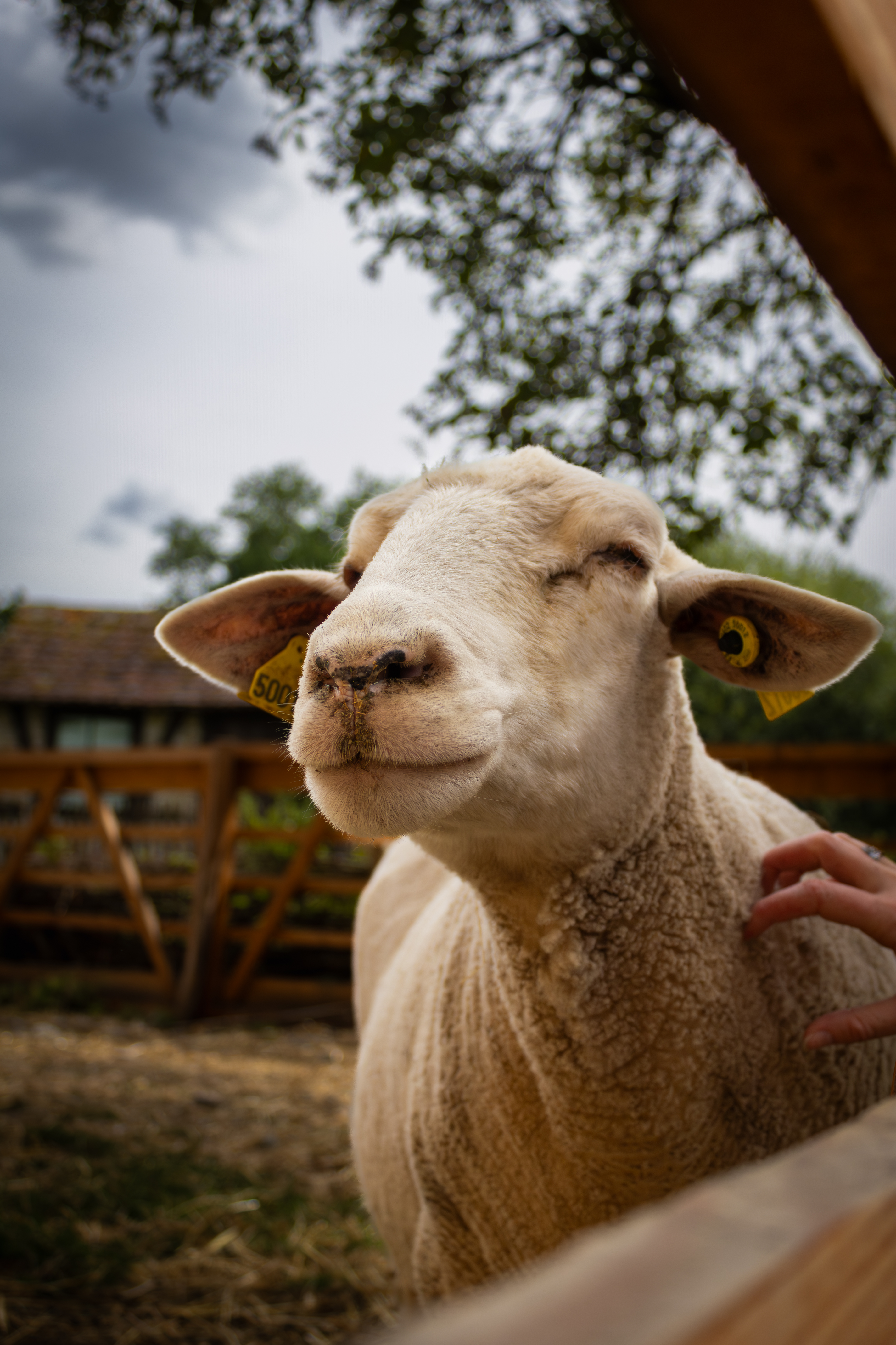 Mouton