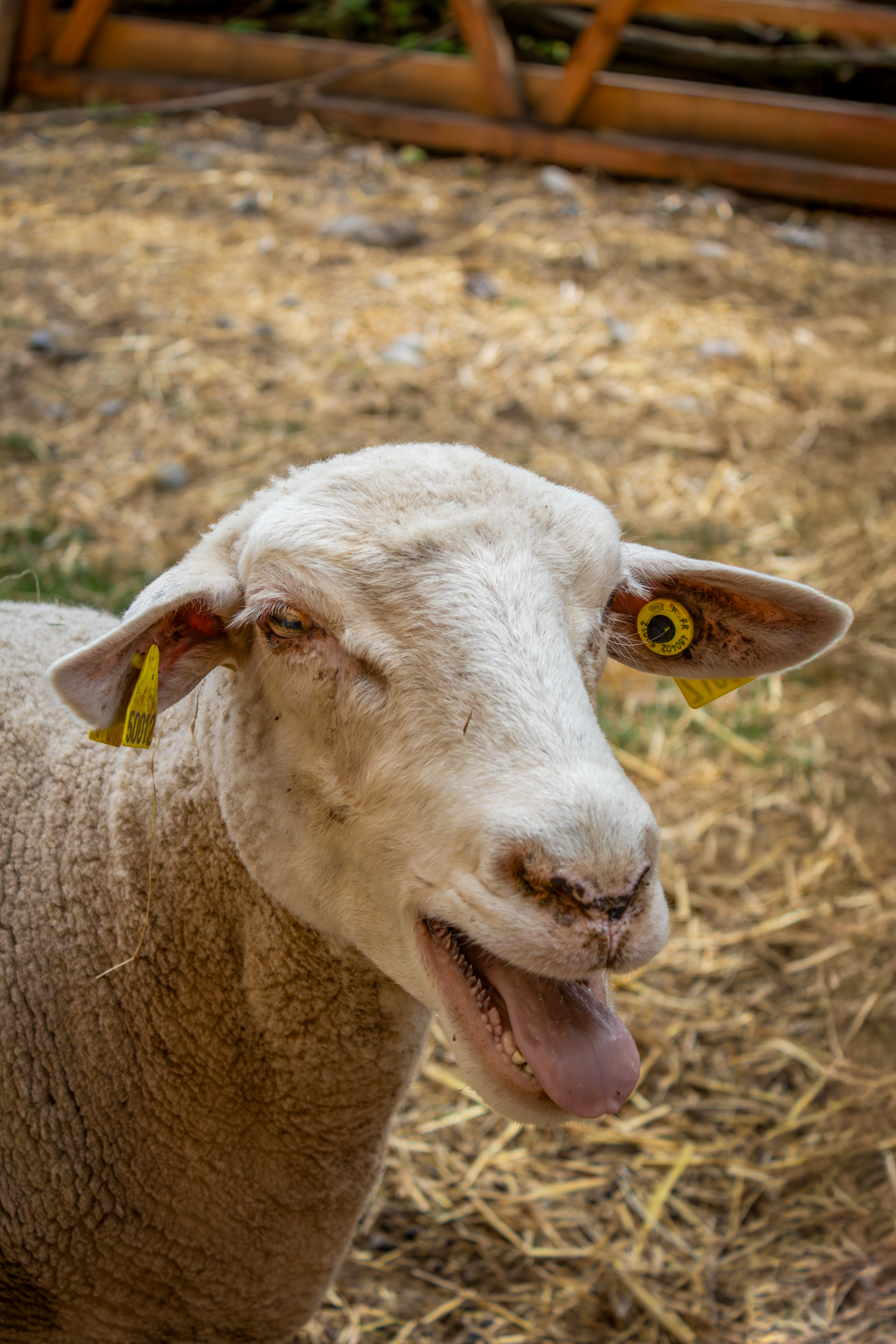 Mouton